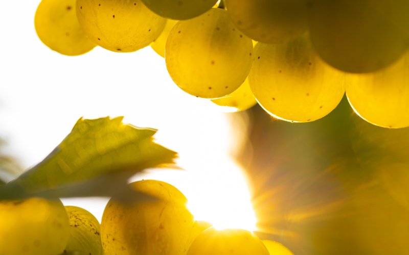 Grapes